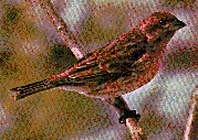 purple finch