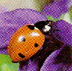 ladybug